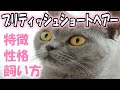 ブリティッシュショートヘアーってどんな猫?【特徴・性格・飼い方・価格帯】