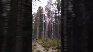 #снег #первыйснег #зима #природа #сибирь #сургут #хмао #погода #сюрприз #сюрприз #влесу
