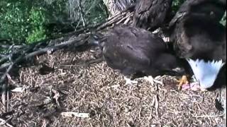 Decorah eagles,dinner is served at Decorah nest,both m/d bring fish,21/5/2012