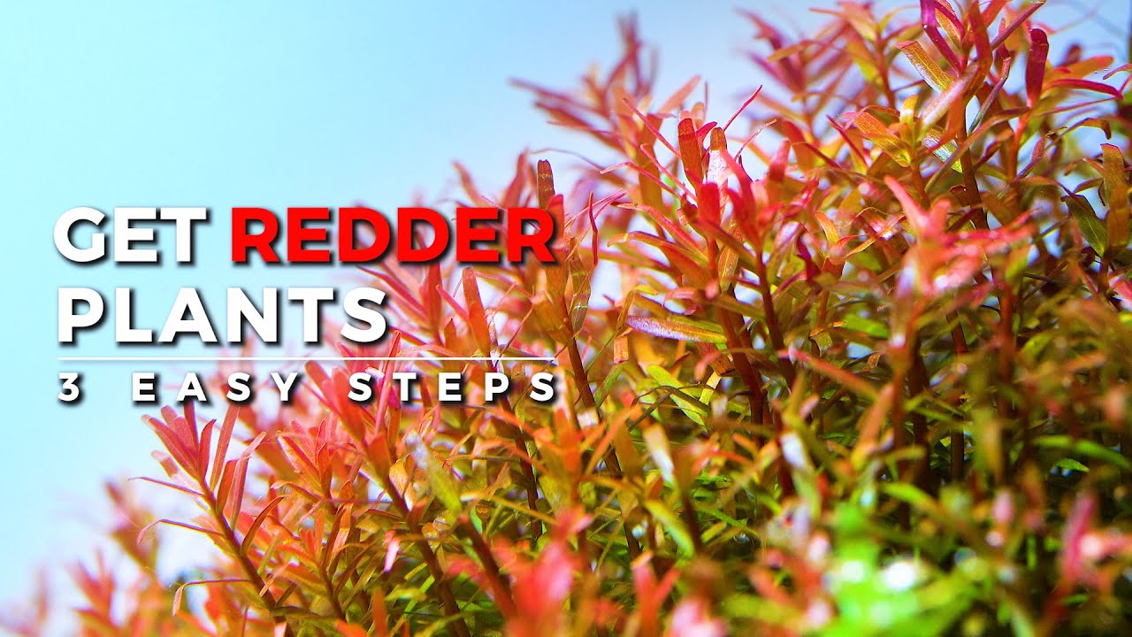 Red Aquarium Plants The Secrets YouTube