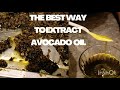 Extract alot Avocado Oil | The best way to get Avocado oil fast | How to make Avocado oil at home