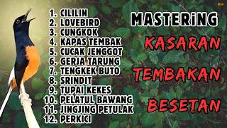  Dongkrak Tembakan Mematikan masteran Isian Murai Batu Gacor