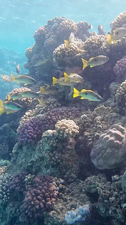 Coral reef in Marsa Alam #snorkeling #snorkel #egypt #underwater