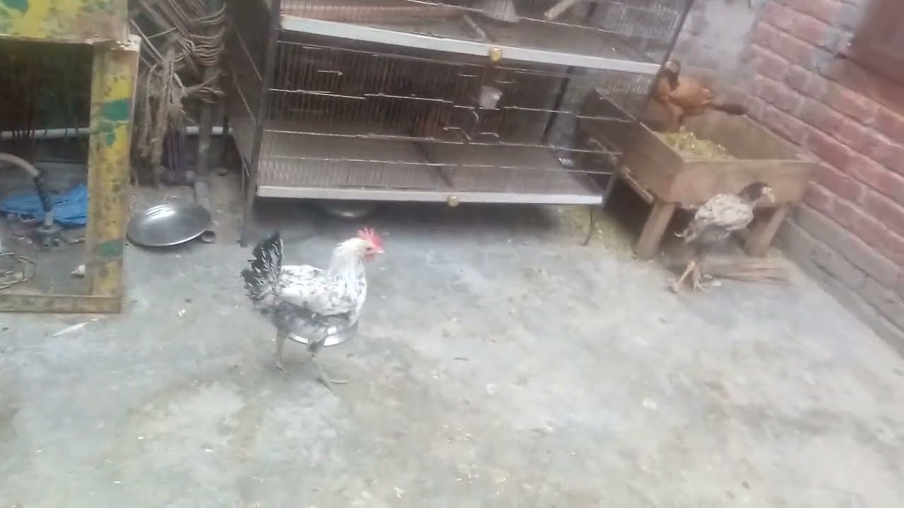 My Firt VloG And my little pet house