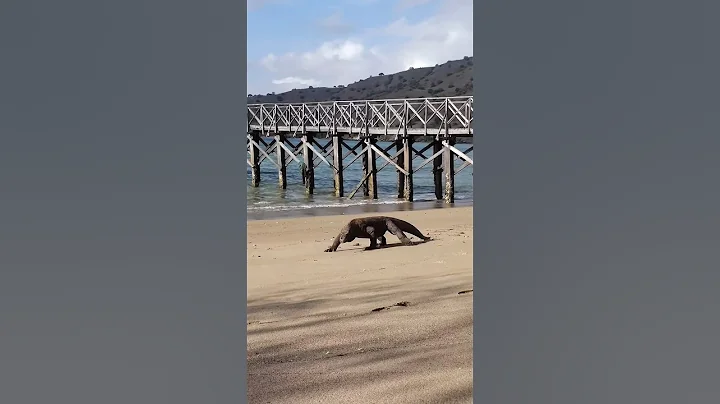 komodo dragon attacks | facts about komodo dragon #komodo #shorts