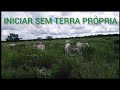 CRIAR GADO SEM TERRA PRÓPRIA