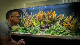 Aquascaping and ADHD