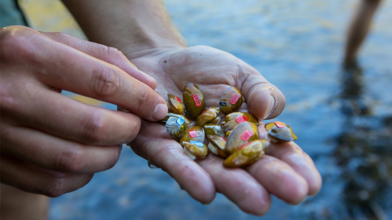 Stocking Freshwater Mussels in Virginia’s Clinch River YouTube