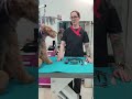 Welsh Terrier Grooming の動画、YouTube動画。