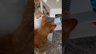 New Cat Brush!!!! | CatManJohn