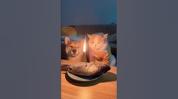 Kiki vs Meomeo| Sinh nhật không vui :)) | Thú Cưng Chó Mèo #pets #cutefunny #cute #shorts