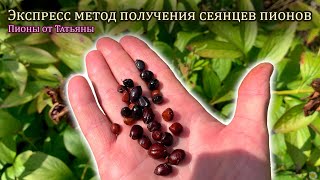 картинка: Экспресс метод получения сеянцев пионов