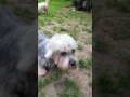 Dandie dinmont terriers playing. の動画、YouTube動画。