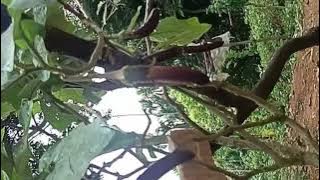 Ripengrangara nokode kam kapaengama ?