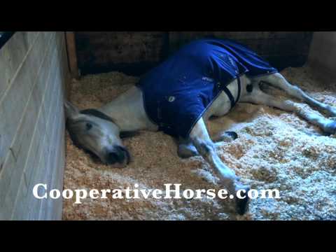 snoring-horse