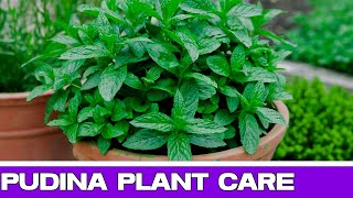 How to grow pudina plant at home
