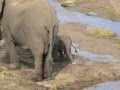 Newborn baby elephant in the Kruger National Park