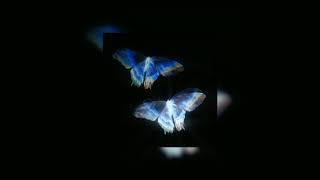 sangiovanni - farfalle (sped up)