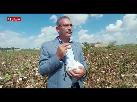 نورت يا قطن النيل يا حلاوة عليك يا جميل حصاد 900 فدان من الذهب الأبيض