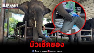 โดนลูกบูลลี่ปิกาจู?elephant