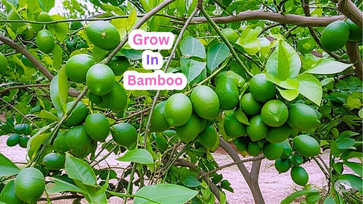 LIVE🔴🌿Secret Technique to Propagate Lemon & Guava from Cuttings  Gardening Hack!  #live