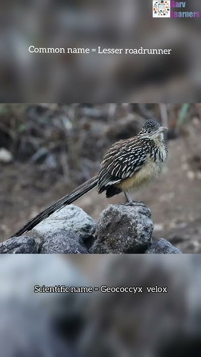 scientific-name-of-lesser-roadrunner-youtube