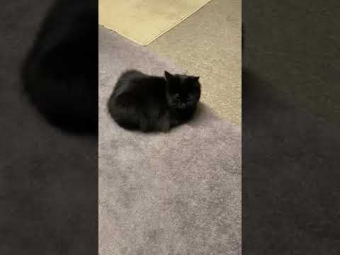 Cat Bread