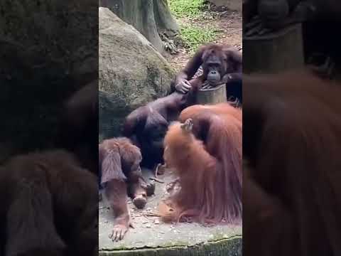 Orangutan Teaches Other Orangutans.