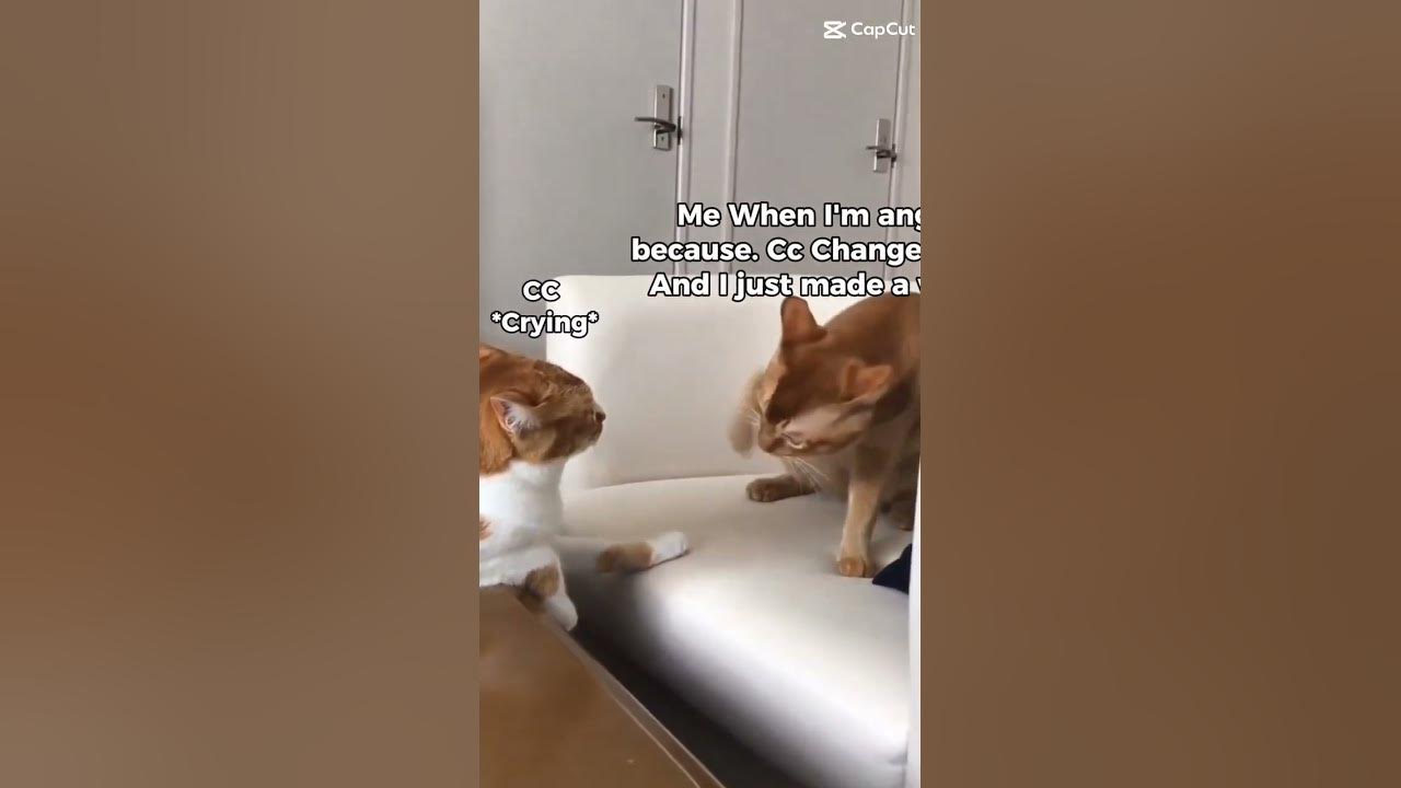 CapCut_Angry Cat Meme