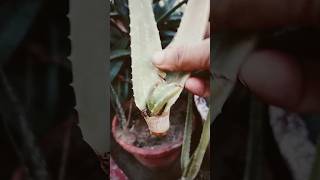 Good tips for growing aloe vera in pots#shorts#aloevera#tips#aloeveracare#gardening#fypシ#plant#viral