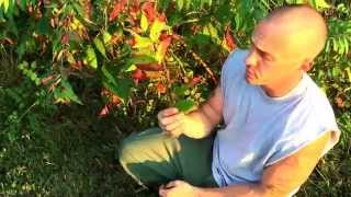 Bushcraft smokable plant sumac