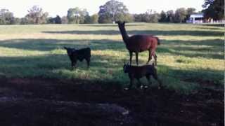 Guard Llama Protecting Week Old Calf