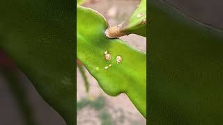 The WORST Case of Dragon Fruit CACTUS RUST in my entire Collection #dragonfruit #gardening #cactus
