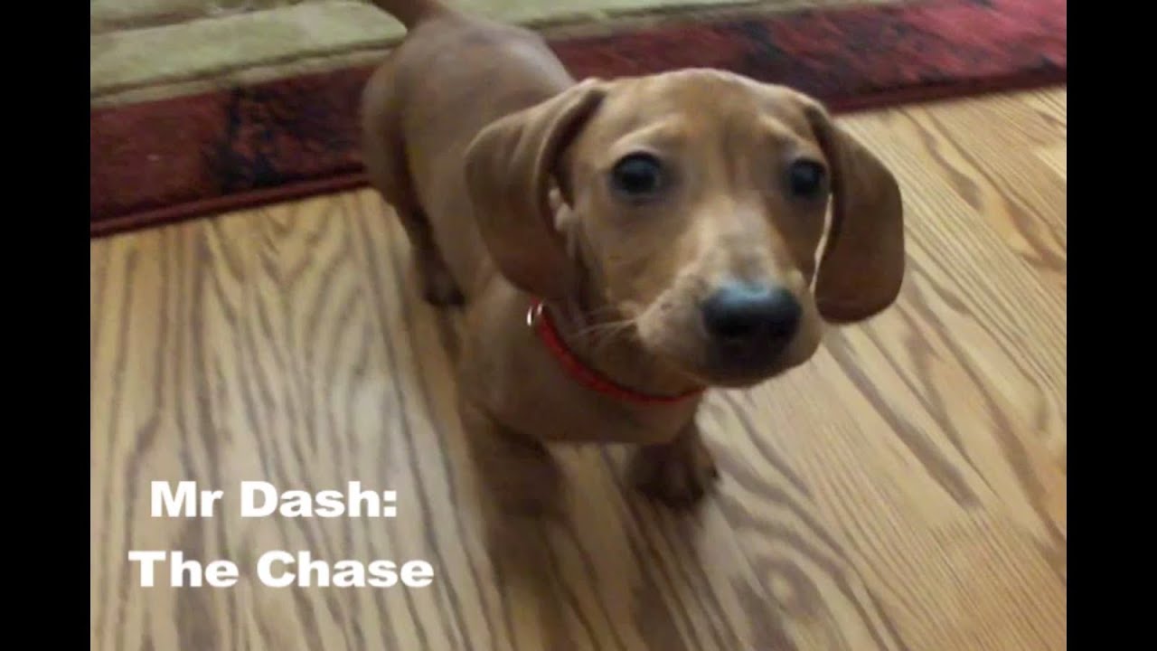 Mini Dachshund - Mr Dash: The Chase - YouTube