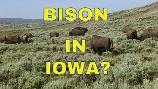 I Found Bison in Iowa? Driving the Glacial Trail Scenic Byway.