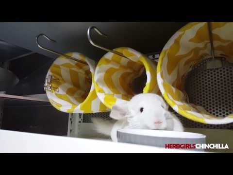 [HERBGIRLSCHINCHILLA]   ROSEMARY, the pink white chinchilla girl, breaks into a house for treat.