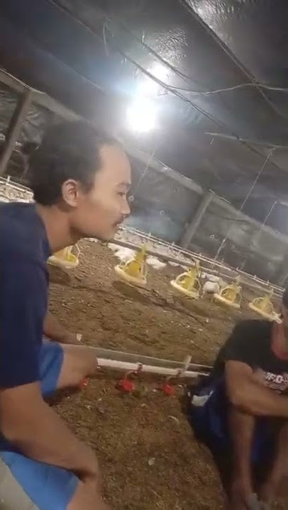 lembur muat ayam potong 30 mobil