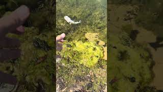 Bass caught on jackall Miley jr wake bait