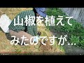 【家庭菜園0013】はじめて山椒の定植ですが、これでいいのか…？？