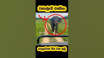 Jumbo wild elephant attacker🫣🐘#shorts #shortvideo #elephant #attack #youtube #tiktok #2025 #viral