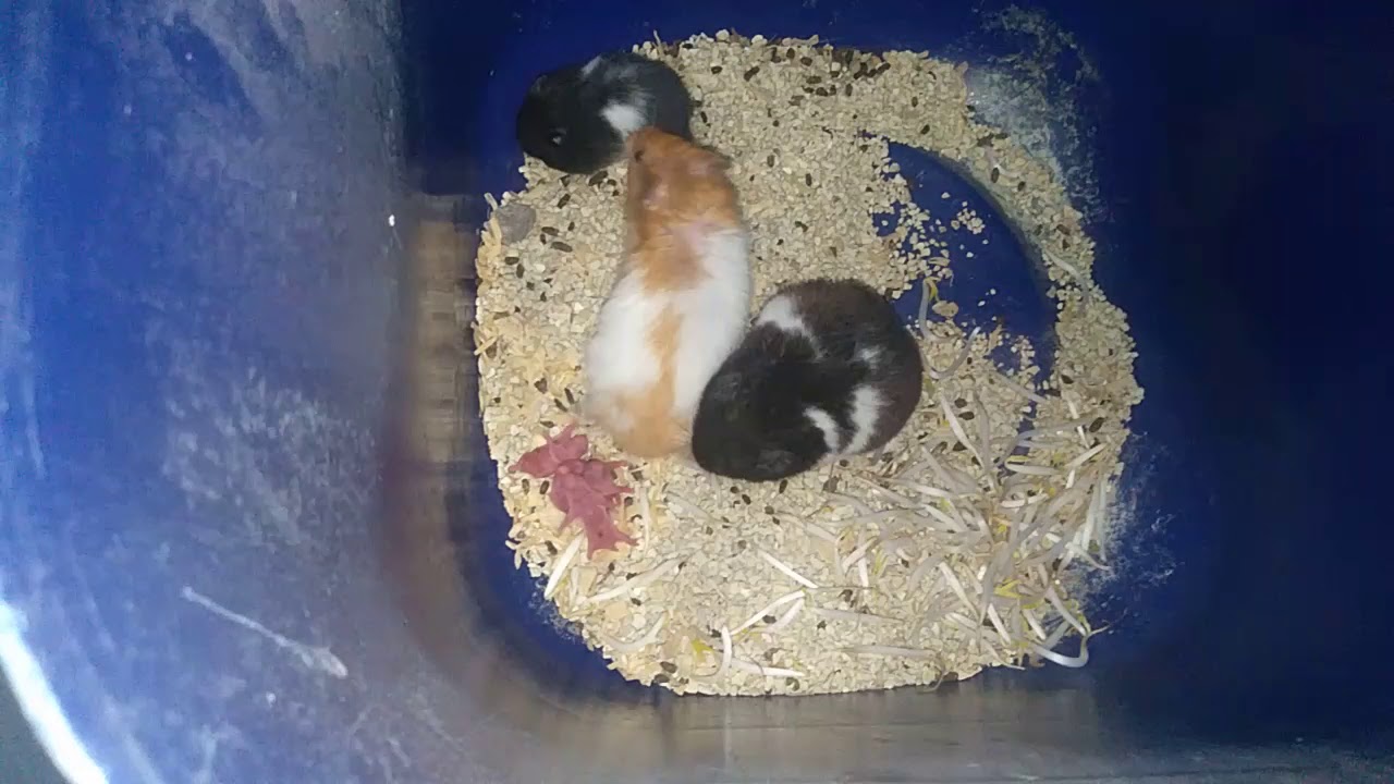 Semarang panas gaes 😩😩😩salam ternak hamster semarang 😍😍😍😍 