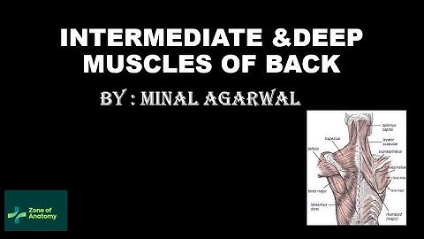 INTERMEDIATE AND DEEP MUSCLES OF BACK