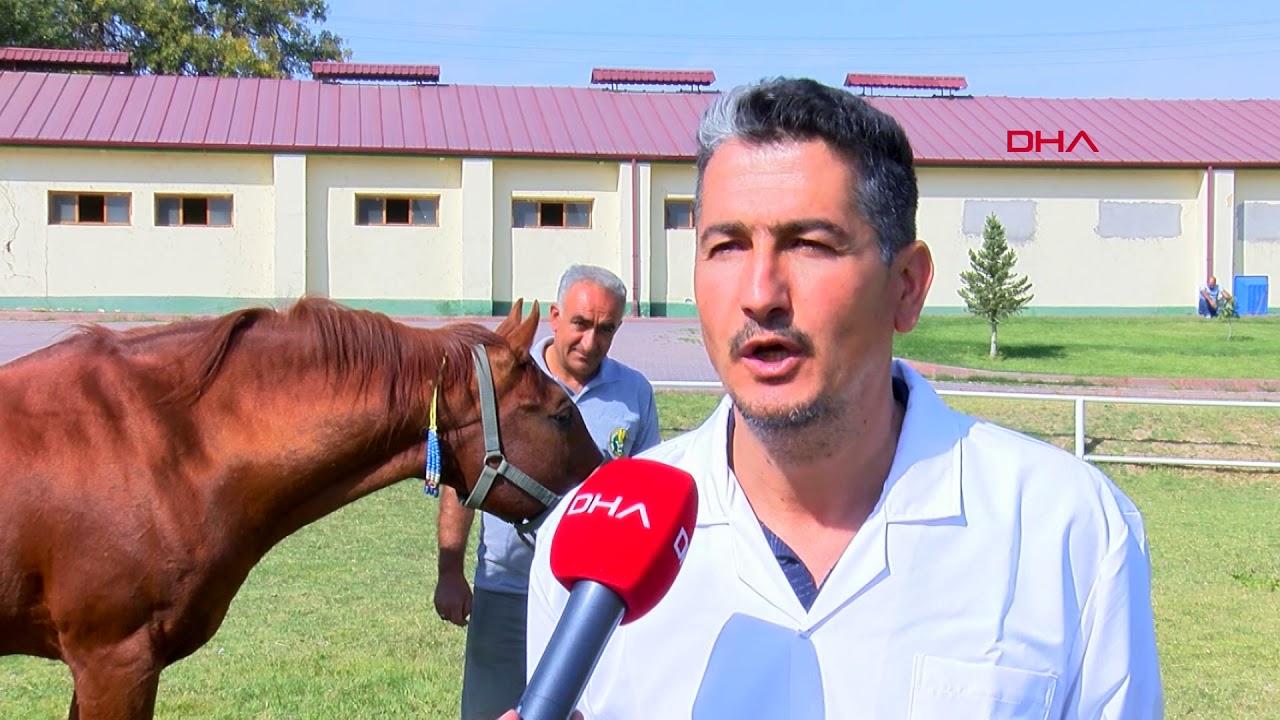 Şampiyon 'Özgünhan'ın tayları yok satıyor