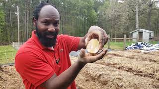 How to Plant Potatoes For A Big Harvest