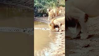 Epic Battle for Survival! #shorts #wildlife #vairal shorts #hunting