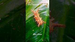 kepala dan ekor bentuknya hampir sama #serangga #uletbulu #cantikalami