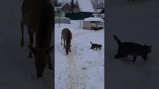 Почти Поймал Оленя! #Attack #Angry #Cat #Deer