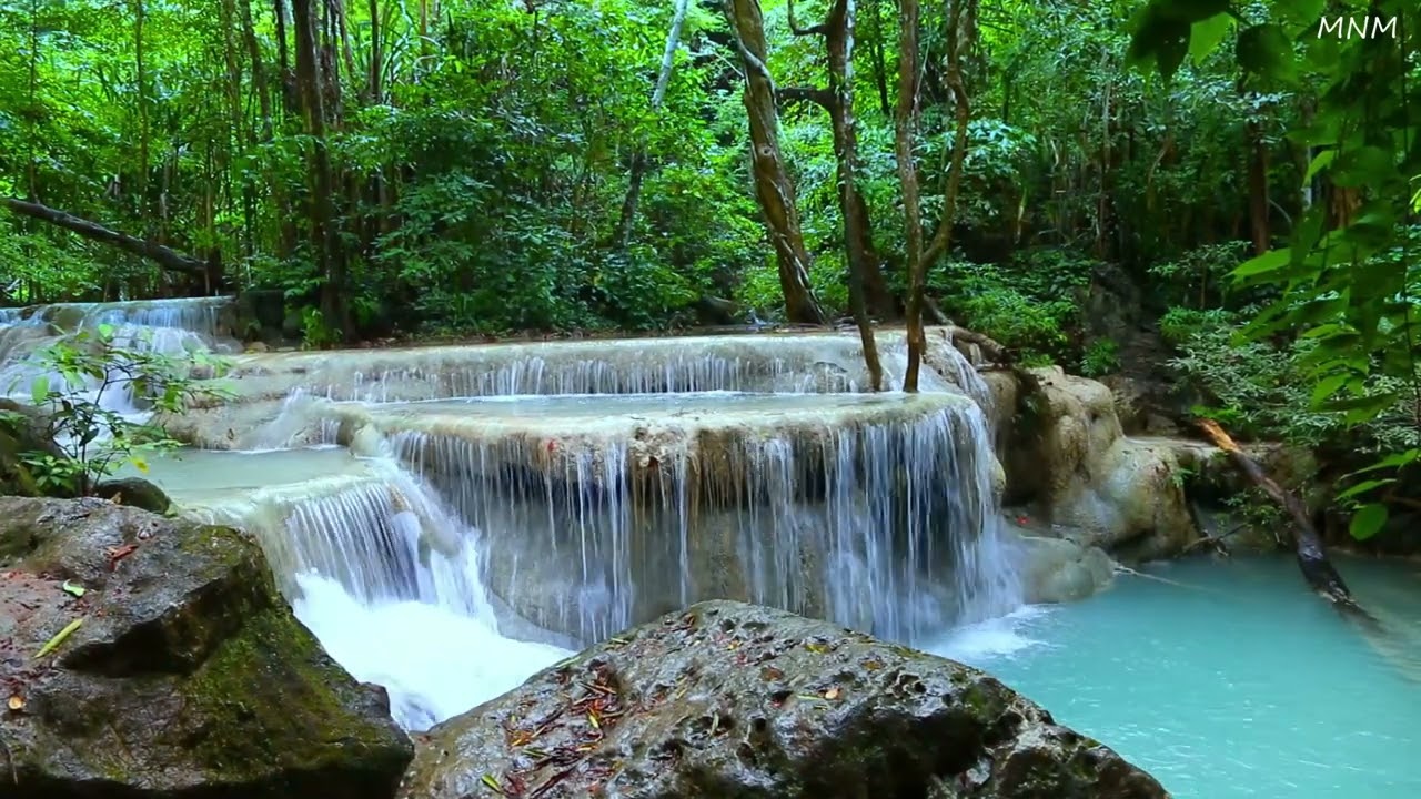 Великолепные звуки птиц, мирный поток воды в зеленом лесу, АСМР