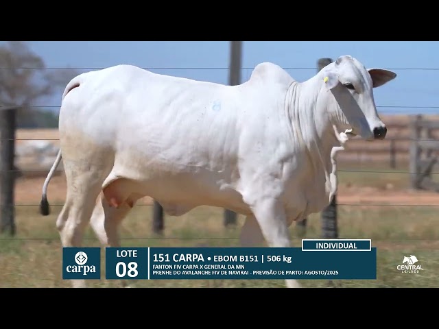 46º Mega Leilão Anual Carpa | LOTE 08