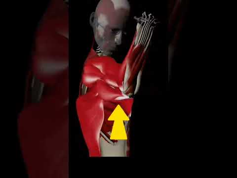 العضلة الباسطة القابضة مبسطة ثانية ثانوي علوم تجريبية